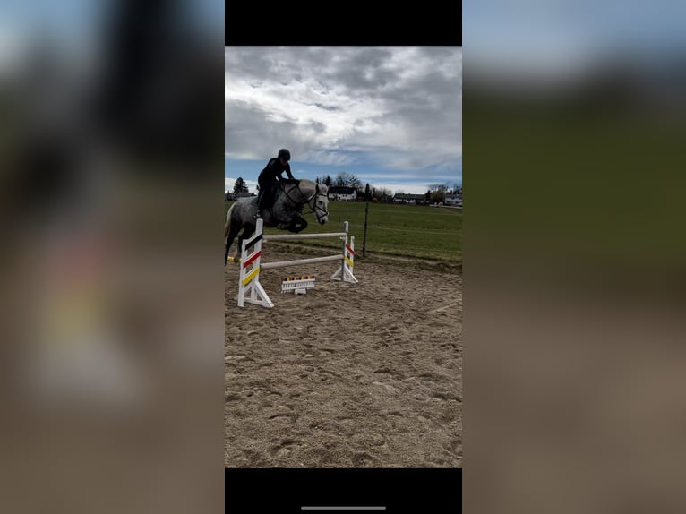 Weitere Ponys/Kleinpferde Wallach 8 Jahre 140 cm Apfelschimmel in Kloster Sch&#xE4;ftlarn