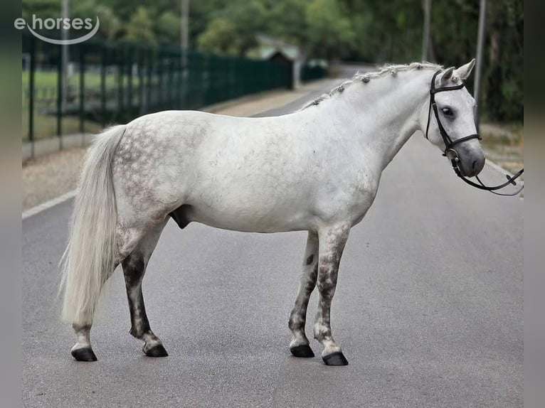 Weitere Ponys/Kleinpferde Wallach 8 Jahre 140 cm Schimmel in Határ utca 25