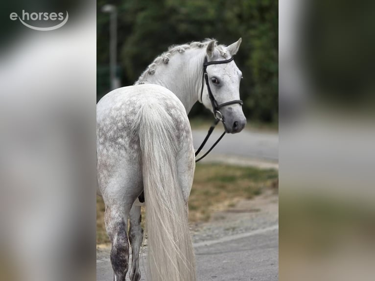 Weitere Ponys/Kleinpferde Wallach 8 Jahre 140 cm Schimmel in Határ utca 25