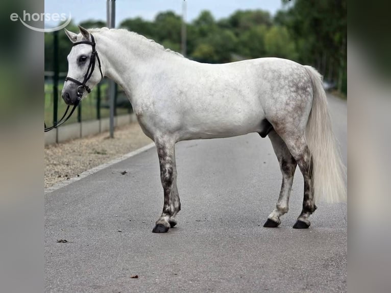 Weitere Ponys/Kleinpferde Wallach 8 Jahre 140 cm Schimmel in Határ utca 25