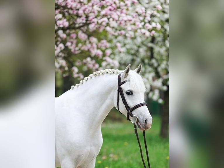 Weitere Ponys/Kleinpferde Wallach 8 Jahre 140 cm Schimmel in Kecskemét