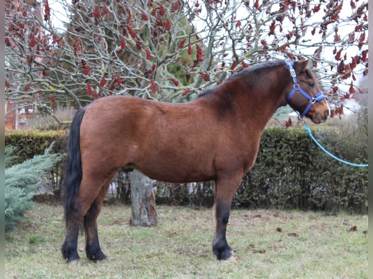 Weitere Ponys/Kleinpferde Wallach 8 Jahre 142 cm Brauner in Békés
