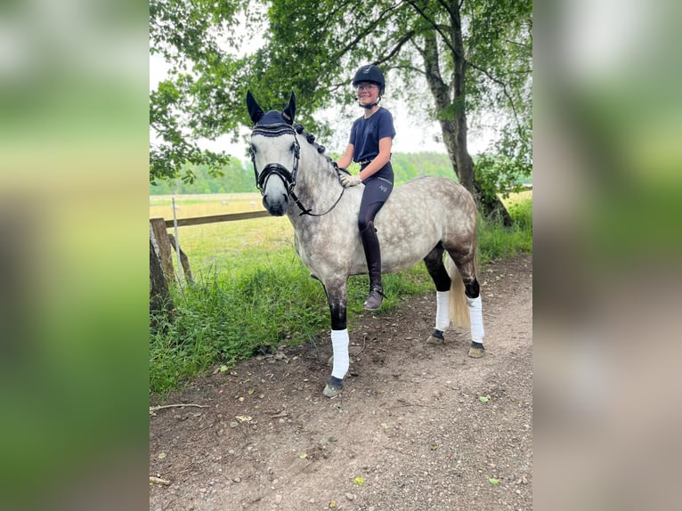 Weitere Ponys/Kleinpferde Wallach 8 Jahre 142 cm Buckskin in Seevetal