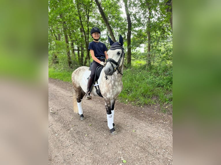Weitere Ponys/Kleinpferde Wallach 8 Jahre 142 cm Buckskin in Seevetal