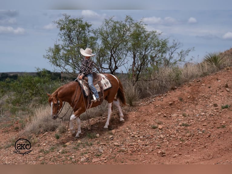 Weitere Ponys/Kleinpferde Wallach 8 Jahre 142 cm Schecke in Canyon