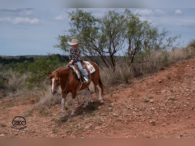 Weitere Ponys/Kleinpferde Wallach 8 Jahre 142 cm Schecke in Canyon