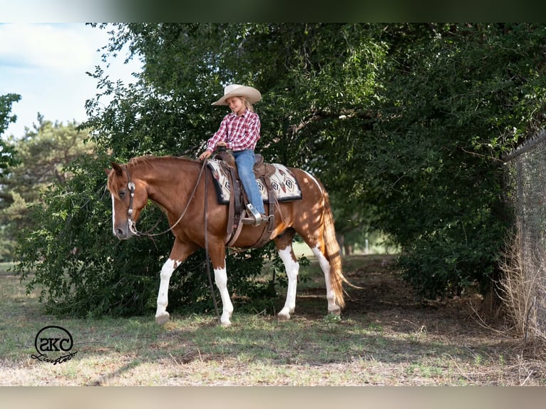 Weitere Ponys/Kleinpferde Wallach 8 Jahre 142 cm Schecke in Canyon