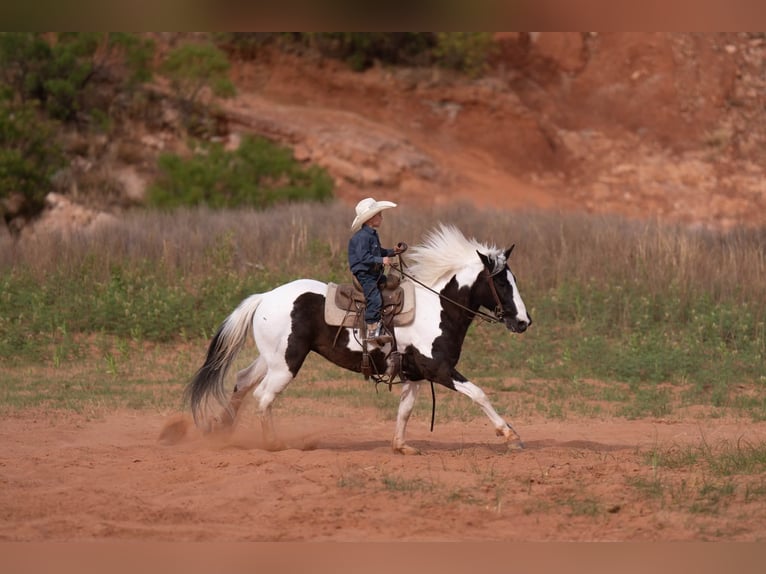 Weitere Ponys/Kleinpferde Wallach 8 Jahre 142 cm Schecke in Canyon