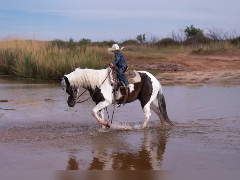 Weitere Ponys/Kleinpferde Wallach 8 Jahre 142 cm Schecke in Canyon