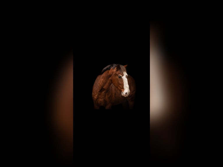 Weitere Ponys/Kleinpferde Mix Wallach 8 Jahre 143 cm Brauner in Neumünster