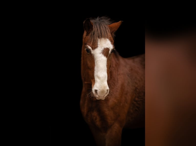 Weitere Ponys/Kleinpferde Mix Wallach 8 Jahre 143 cm Brauner in Neumünster