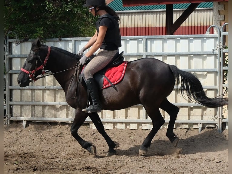 Weitere Ponys/Kleinpferde Wallach 8 Jahre 144 cm Rappe in Rudersdorf