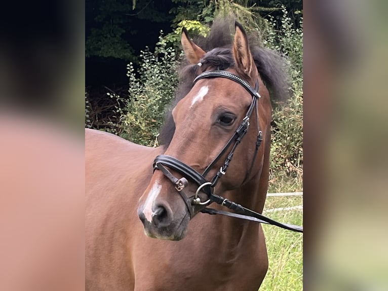 Weitere Ponys/Kleinpferde Wallach 8 Jahre 145 cm Brauner in Ursensollen