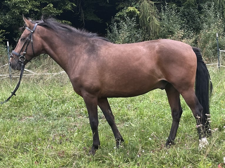 Weitere Ponys/Kleinpferde Wallach 8 Jahre 145 cm Brauner in Ursensollen