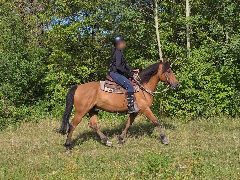 Weitere Ponys/Kleinpferde Wallach 8 Jahre 145 cm Falbe in Linkenbach