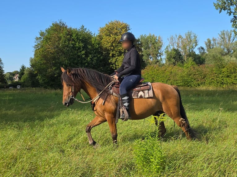 Weitere Ponys/Kleinpferde Wallach 8 Jahre 145 cm Falbe in Linkenbach