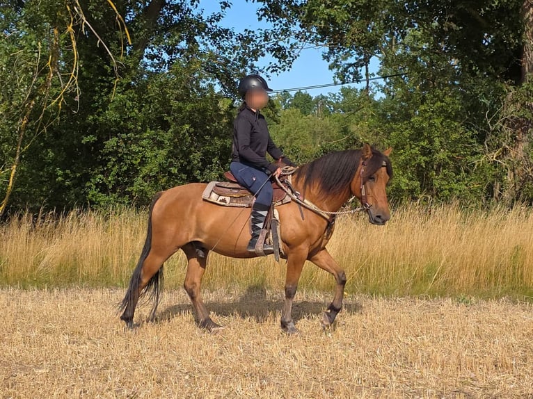 Weitere Ponys/Kleinpferde Wallach 8 Jahre 145 cm Falbe in Linkenbach