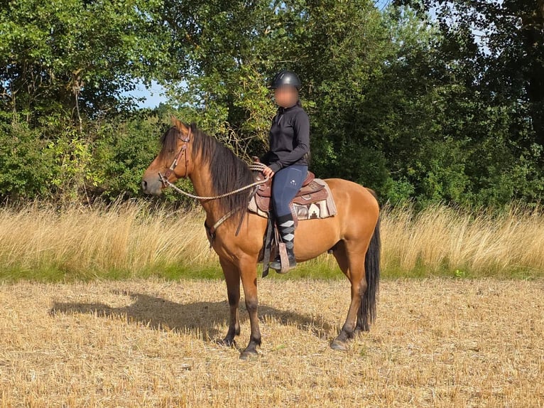 Weitere Ponys/Kleinpferde Wallach 8 Jahre 145 cm Falbe in Linkenbach