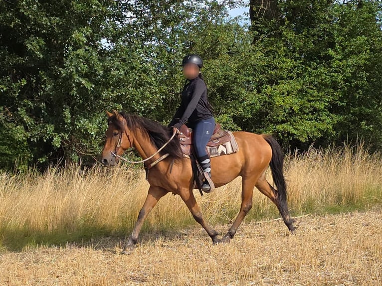 Weitere Ponys/Kleinpferde Wallach 8 Jahre 145 cm Falbe in Linkenbach