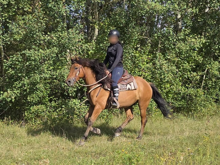 Weitere Ponys/Kleinpferde Wallach 8 Jahre 145 cm Falbe in Linkenbach