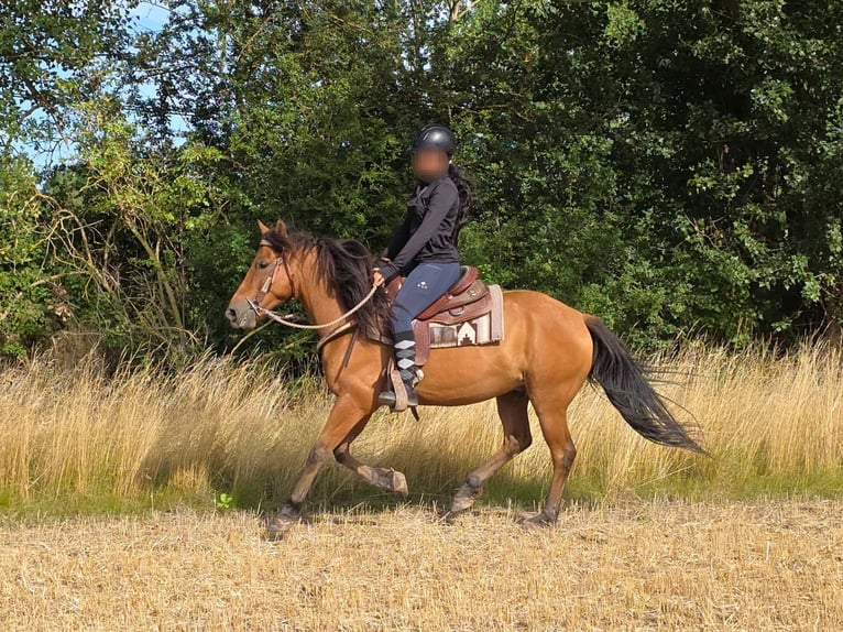 Weitere Ponys/Kleinpferde Wallach 8 Jahre 145 cm Falbe in Linkenbach