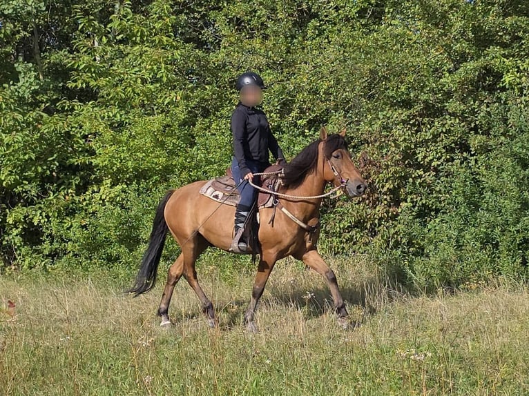 Weitere Ponys/Kleinpferde Wallach 8 Jahre 145 cm Falbe in Linkenbach