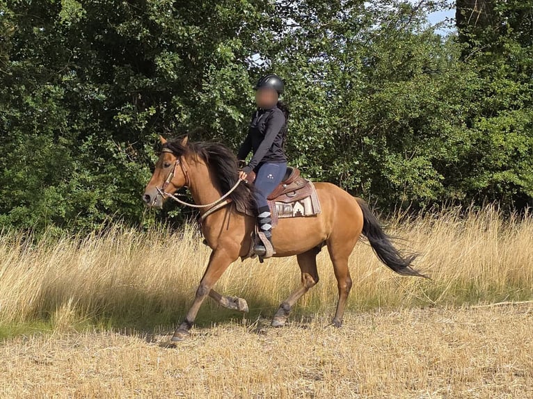 Weitere Ponys/Kleinpferde Wallach 8 Jahre 145 cm Falbe in Linkenbach