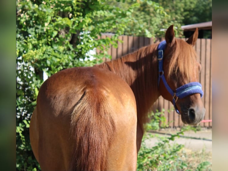 Weitere Ponys/Kleinpferde Wallach 8 Jahre 145 cm Fuchs in Békés