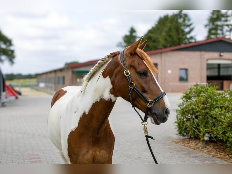 Weitere Ponys/Kleinpferde Wallach 8 Jahre 145 cm Schecke in Werne