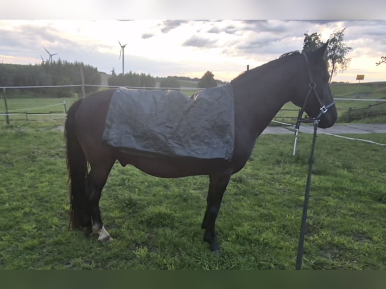 Weitere Ponys/Kleinpferde Mix Wallach 8 Jahre 146 cm Rappe in M&#xFC;geln