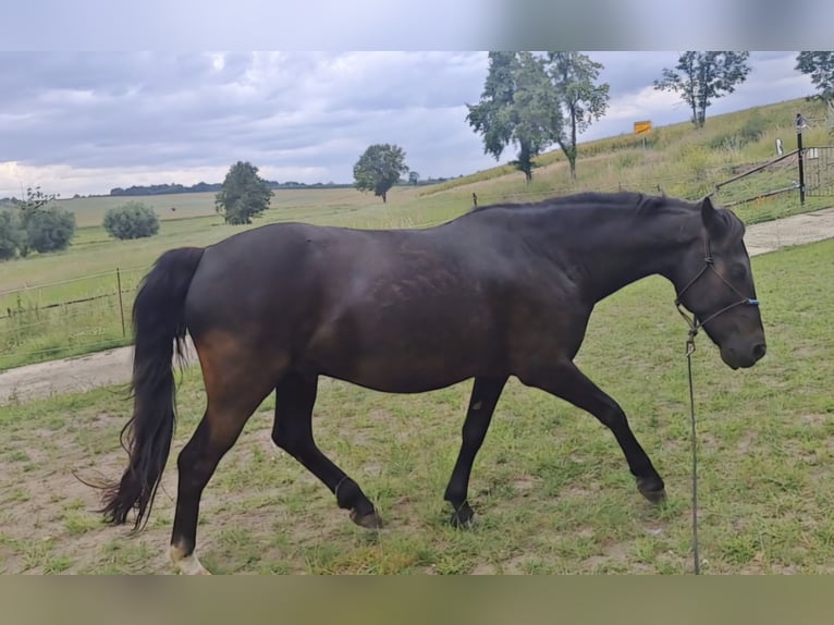 Weitere Ponys/Kleinpferde Mix Wallach 8 Jahre 146 cm Rappe in M&#xFC;geln