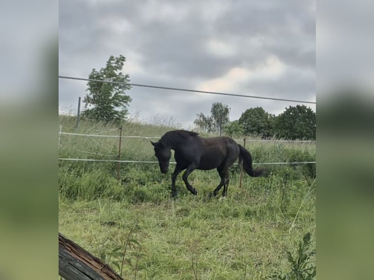 Weitere Ponys/Kleinpferde Mix Wallach 8 Jahre 146 cm Rappe in M&#xFC;geln
