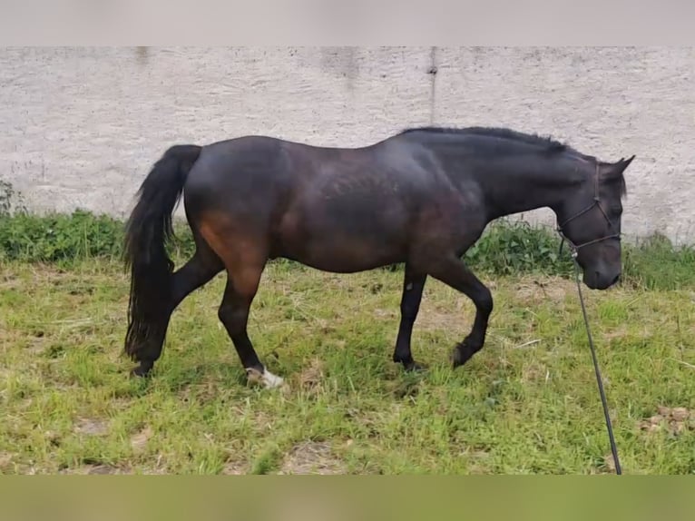 Weitere Ponys/Kleinpferde Mix Wallach 8 Jahre 146 cm Rappe in M&#xFC;geln