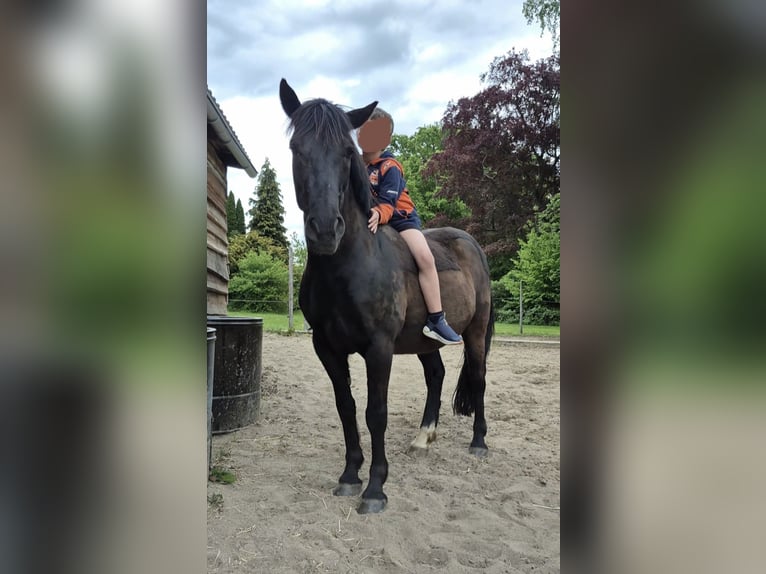 Weitere Ponys/Kleinpferde Mix Wallach 8 Jahre 146 cm Rappe in M&#xFC;geln
