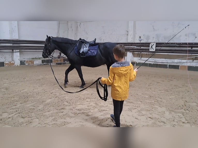 Weitere Ponys/Kleinpferde Mix Wallach 8 Jahre 146 cm Rappe in M&#xFC;geln