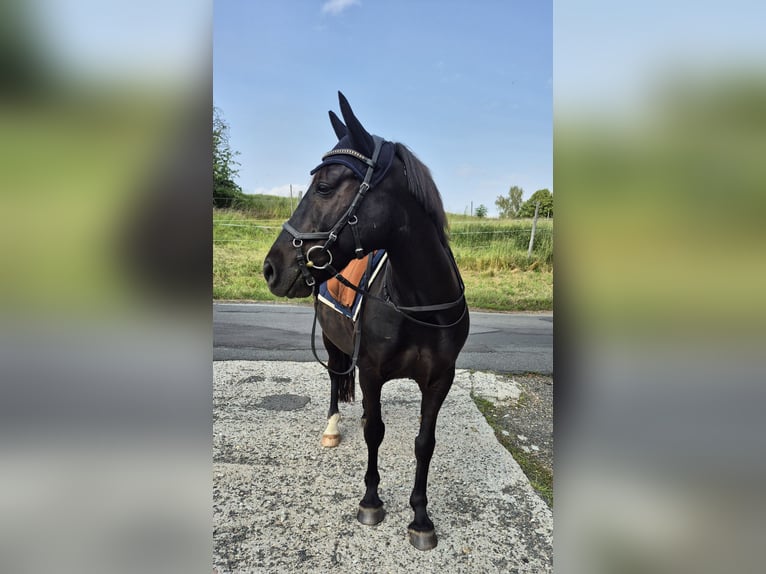Weitere Ponys/Kleinpferde Mix Wallach 8 Jahre 146 cm Rappe in M&#xFC;geln