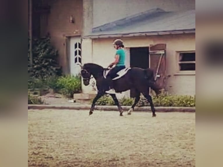 Weitere Ponys/Kleinpferde Mix Wallach 8 Jahre 146 cm Rappe in M&#xFC;geln
