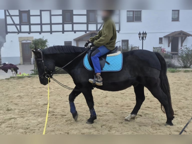 Weitere Ponys/Kleinpferde Mix Wallach 8 Jahre 146 cm Rappe in M&#xFC;geln