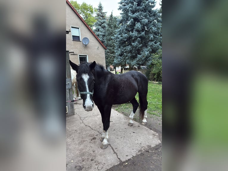 Weitere Ponys/Kleinpferde Wallach 8 Jahre 146 cm Rappe in Zschortau