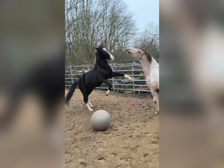 Weitere Ponys/Kleinpferde Wallach 8 Jahre 146 cm Rappe in Zschortau