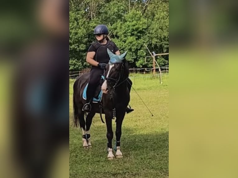 Weitere Ponys/Kleinpferde Wallach 8 Jahre 146 cm Rappe in Zschortau