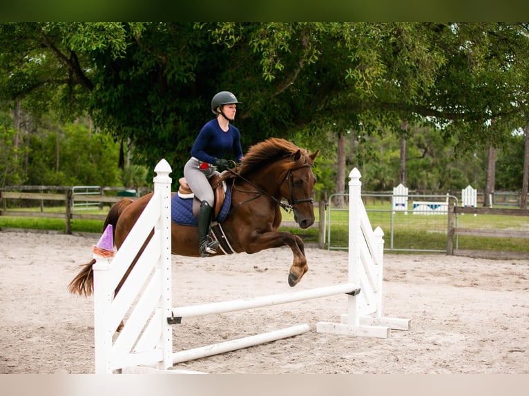 Weitere Ponys/Kleinpferde Wallach 8 Jahre 147 cm Rotfuchs in West Palm Beach
