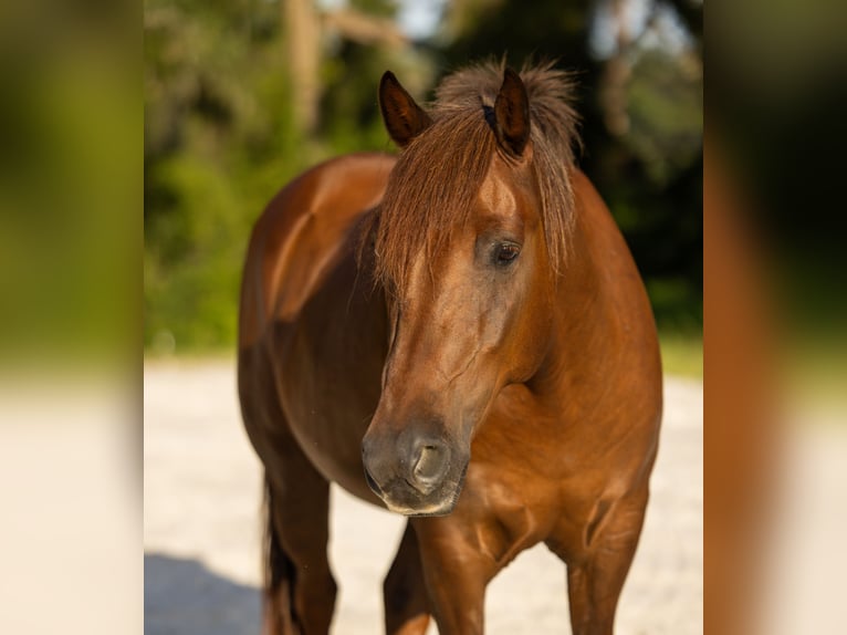 Weitere Ponys/Kleinpferde Wallach 8 Jahre 147 cm Rotfuchs in West Palm Beach