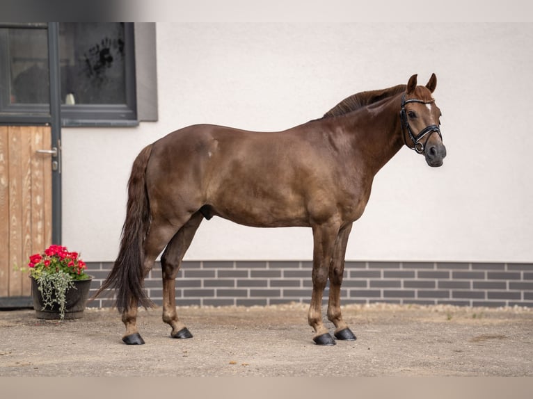 Weitere Ponys/Kleinpferde Wallach 8 Jahre 148 cm Fuchs in Ko&#x15B;cino 1C