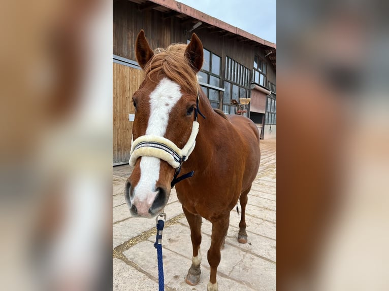 Weitere Ponys/Kleinpferde Wallach 8 Jahre 150 cm Fuchs in Plaue