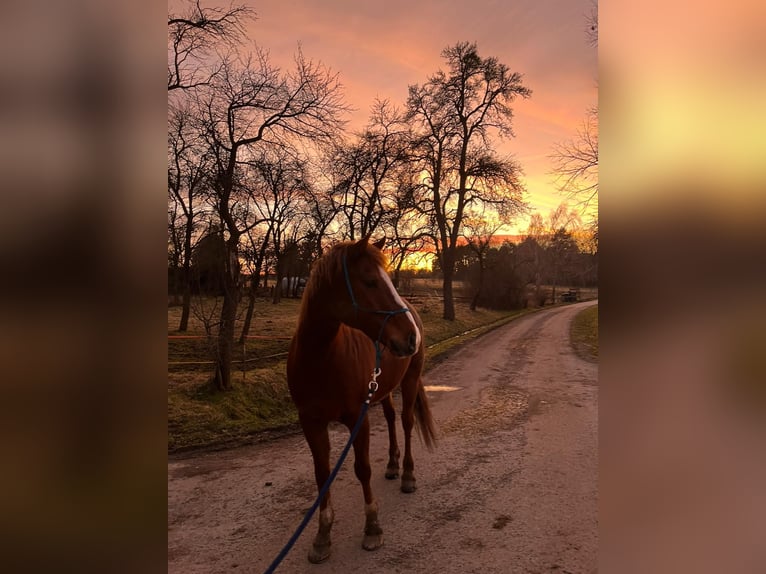 Weitere Ponys/Kleinpferde Wallach 8 Jahre 150 cm Fuchs in Plaue