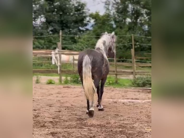 Weitere Ponys/Kleinpferde Mix Wallach 8 Jahre 151 cm Apfelschimmel in Scheibenberg