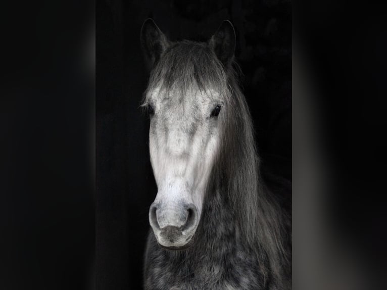 Weitere Ponys/Kleinpferde Mix Wallach 8 Jahre 151 cm Apfelschimmel in Scheibenberg