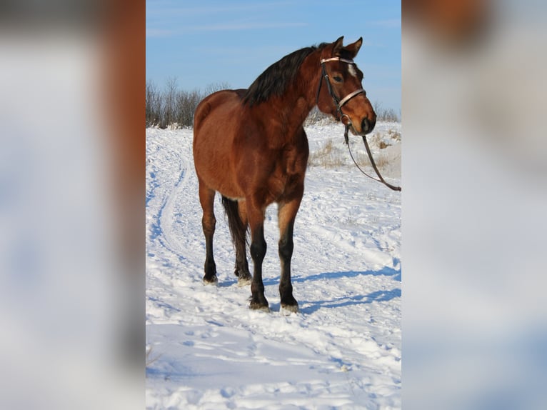 Weitere Ponys/Kleinpferde Wallach 8 Jahre 151 cm Brauner in Békés