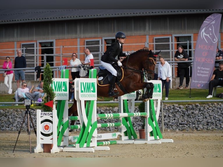 Weitere Ponys/Kleinpferde Mix Wallach 8 Jahre 152 cm Brauner in Oerlinghausen